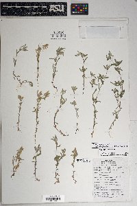 Logfia filaginoides image