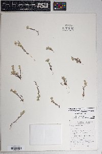 Logfia filaginoides image