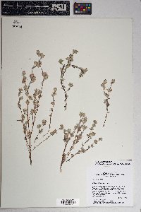 Logfia filaginoides image