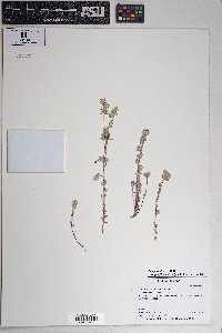 Logfia filaginoides image