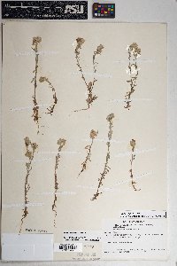 Logfia filaginoides image