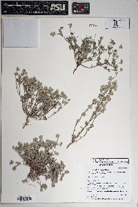 Logfia filaginoides image