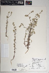 Logfia filaginoides image