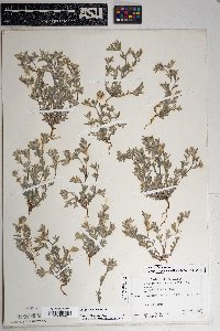 Logfia filaginoides image