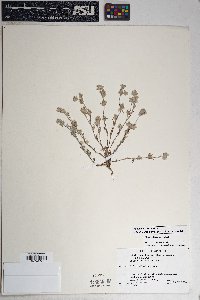 Logfia filaginoides image