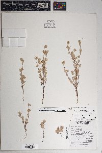 Logfia filaginoides image