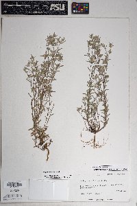 Logfia filaginoides image