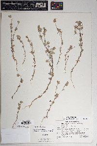 Logfia filaginoides image