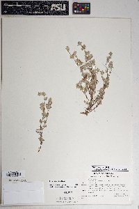 Logfia filaginoides image