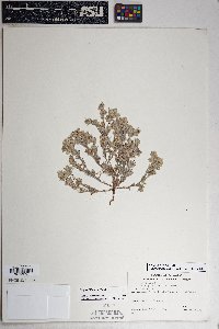 Logfia filaginoides image