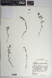 Logfia filaginoides image