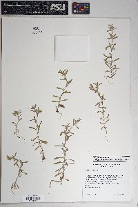 Logfia filaginoides image