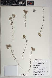 Logfia filaginoides image