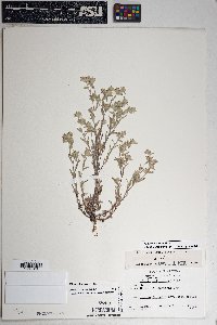 Logfia filaginoides image