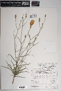 Lygodesmia grandiflora image