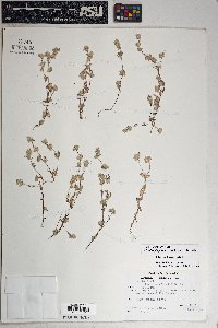 Logfia filaginoides image