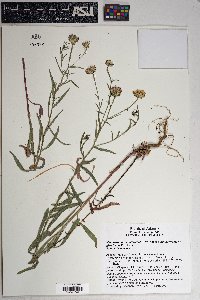 Brickellia atractyloides image