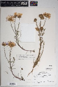 Dieteria bigelovii var. mucronata image