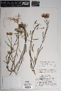 Dieteria bigelovii image