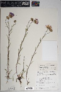 Dieteria bigelovii image