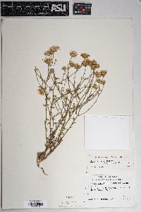 Dieteria canescens var. ambigua image