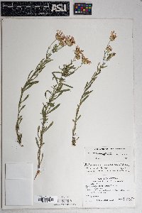 Dieteria canescens var. ambigua image