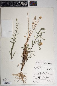 Dieteria canescens var. ambigua image