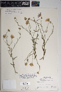 Dieteria canescens var. ambigua image