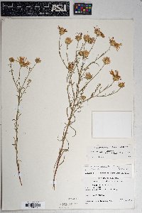 Dieteria canescens var. ambigua image