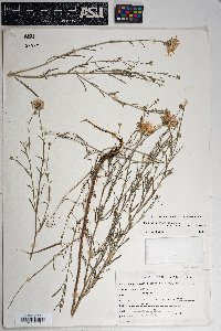 Dieteria canescens var. ambigua image