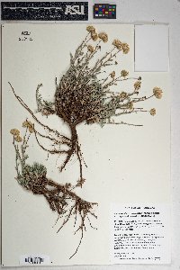 Xanthisma grindelioides image