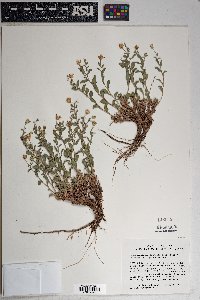 Xanthisma grindelioides var. grindelioides image