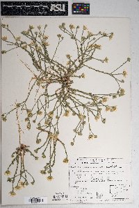 Xanthisma gracile image