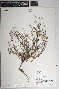 Xanthisma gracile image