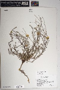 Xanthisma gracile image