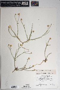 Xanthisma gracile image