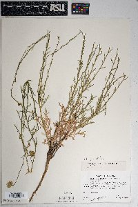 Xanthisma spinulosum image