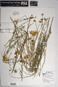 Xanthisma spinulosum var. gooddingii image