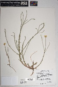 Xanthisma spinulosum image