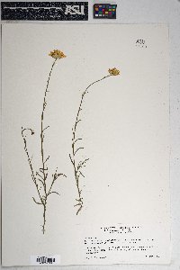 Xanthisma spinulosum var. gooddingii image