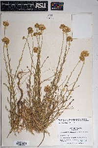 Xanthisma spinulosum var. gooddingii image