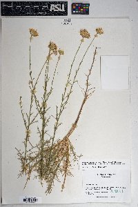 Xanthisma spinulosum var. gooddingii image