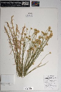 Xanthisma spinulosum var. gooddingii image