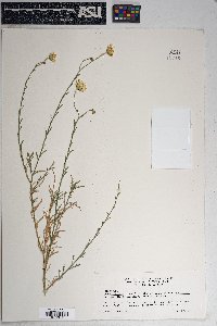 Xanthisma spinulosum var. gooddingii image