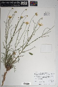 Xanthisma spinulosum var. gooddingii image