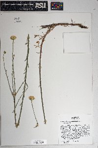 Xanthisma spinulosum image