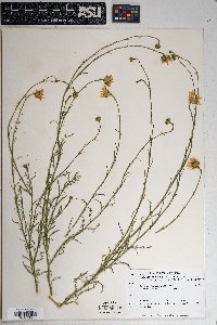 Xanthisma spinulosum var. gooddingii image