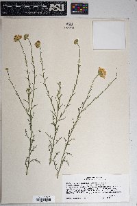 Machaeranthera scabrella image