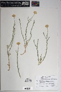 Machaeranthera scabrella image