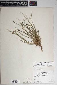 Machaeranthera scabrella image